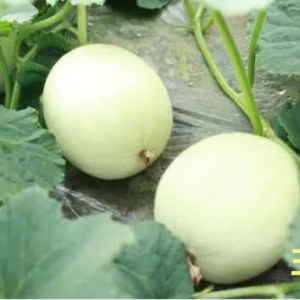 娱乐吃瓜酱玉,揭秘娱乐圈背后的故事与真相